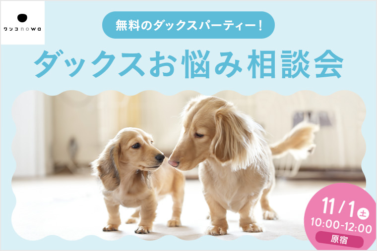 【無料のダックスパーティー！】ダックスお悩み相談会 11/1（土）10:00-12:00＠原宿