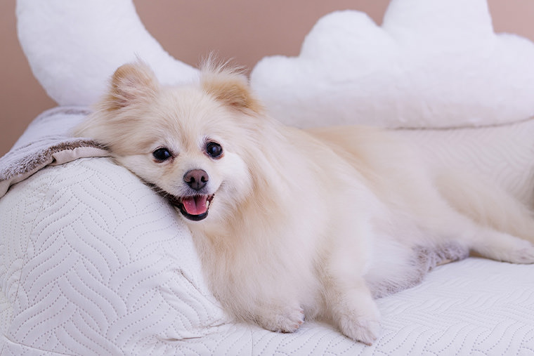 ねどっこ撮影会